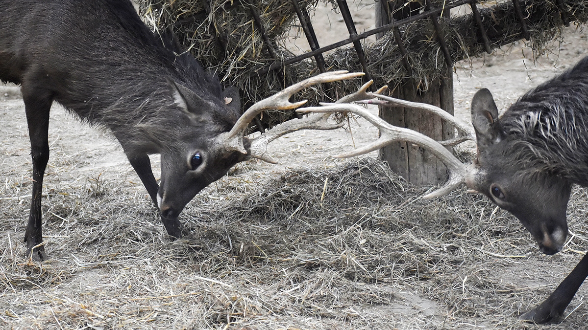 japanese deerkv031200 675
