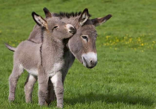 donkeys are underrated v0 2gstylw5tyy61