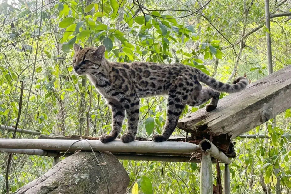leopardus tilcayo new wildcat 960x640 1