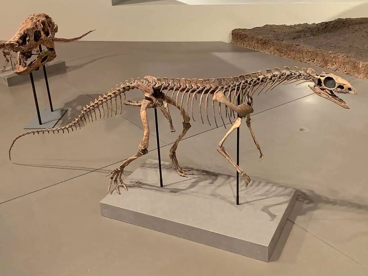 asilisauruskongwefmnh