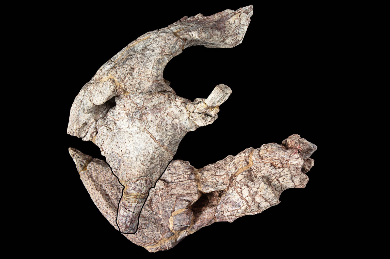 skull article 1536x1023