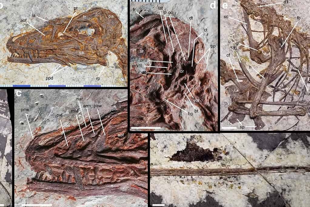 four winged dinosaur 1024x683
