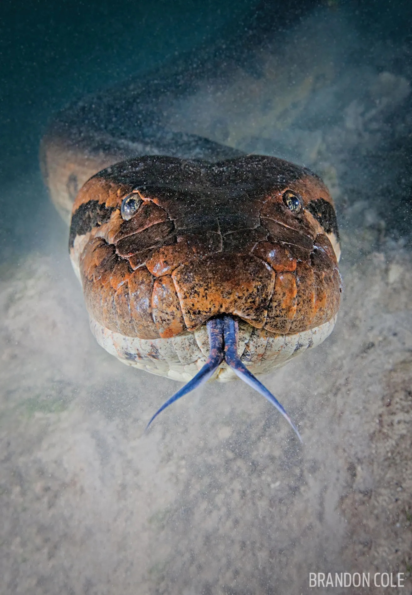 anaconda brazil underwater head shotjpg