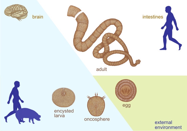 solium sites