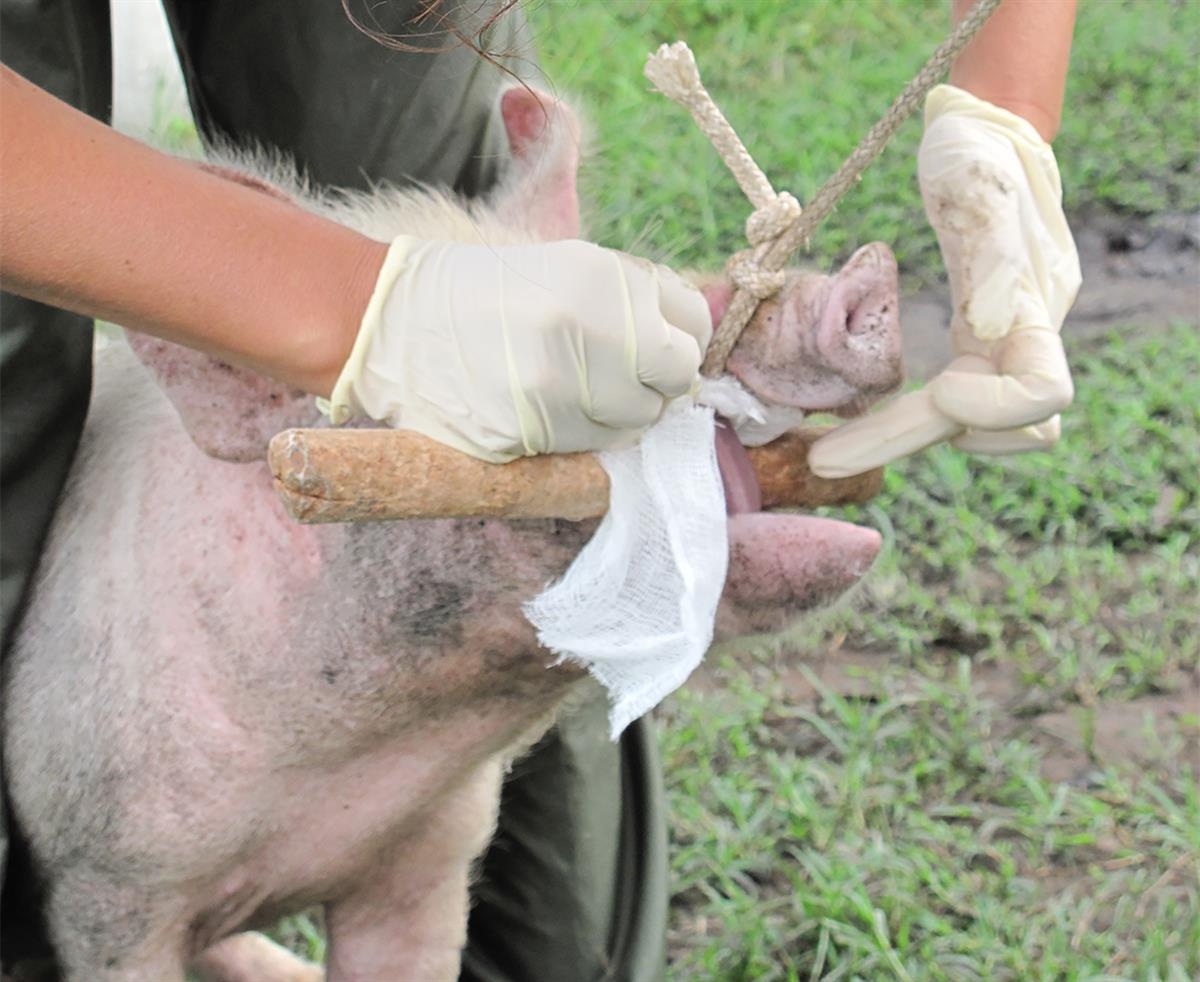 taenia inspecting pig lgttmb 1200v