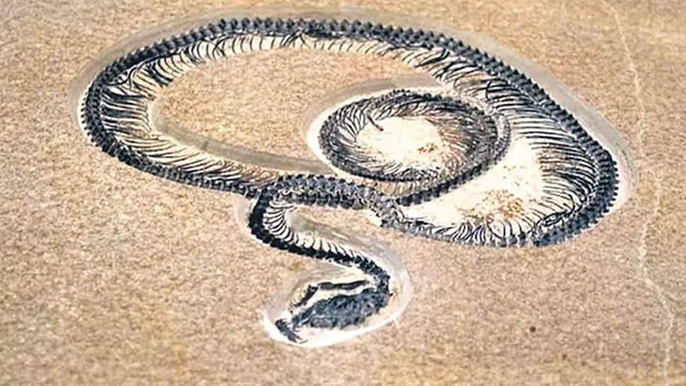 1765527 vasuski indicus2