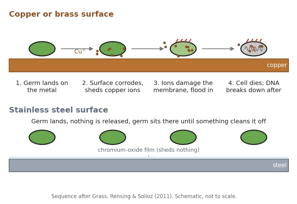 scalpels stainless not copper contact killing vs