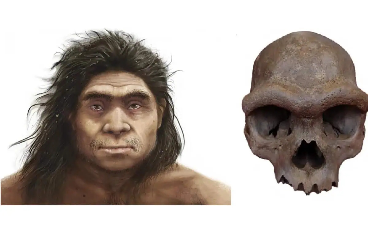 denisovan skull