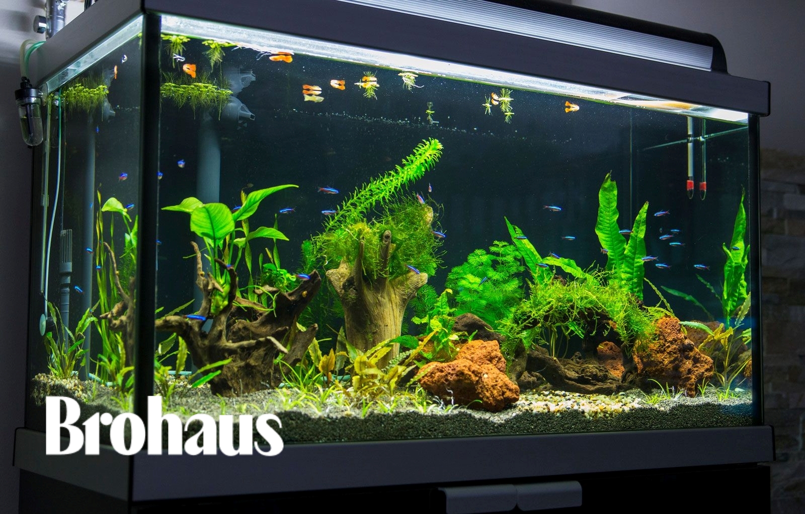 brofreshwater aquarium