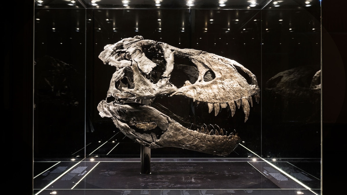 01dinogallerynationalgeographic260709116x9