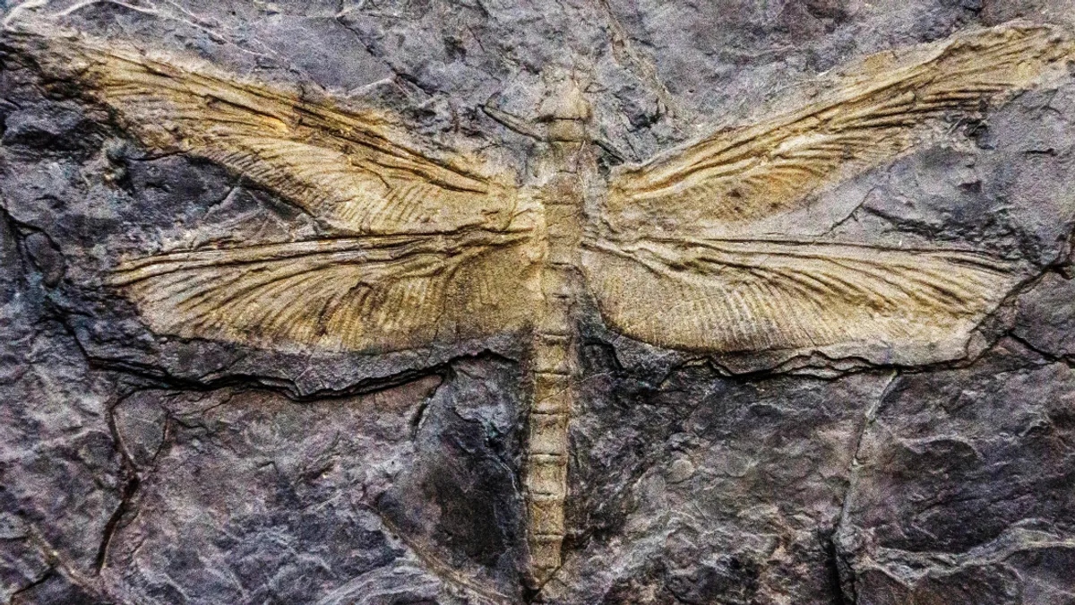 fossil dragonfly l