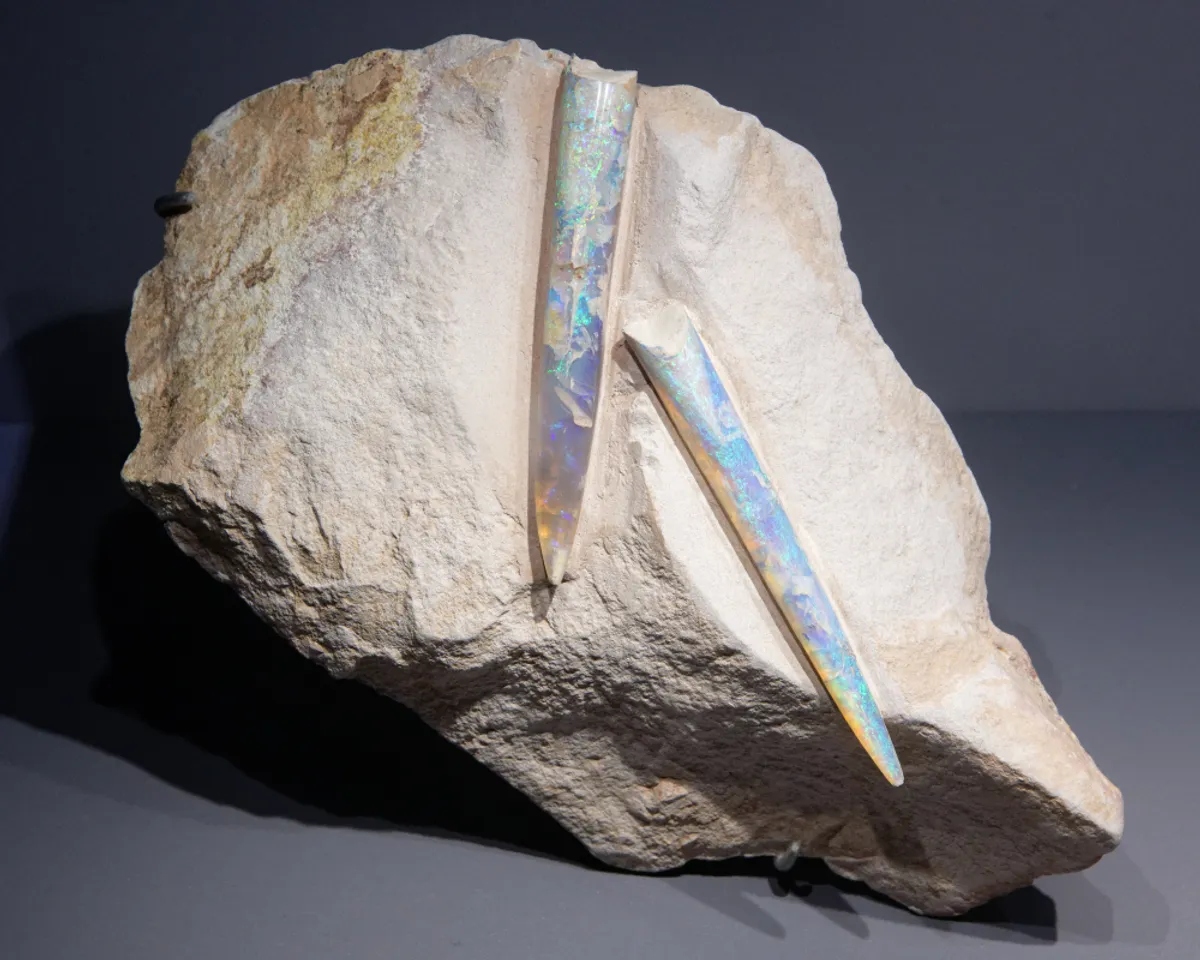 opalized fossil l