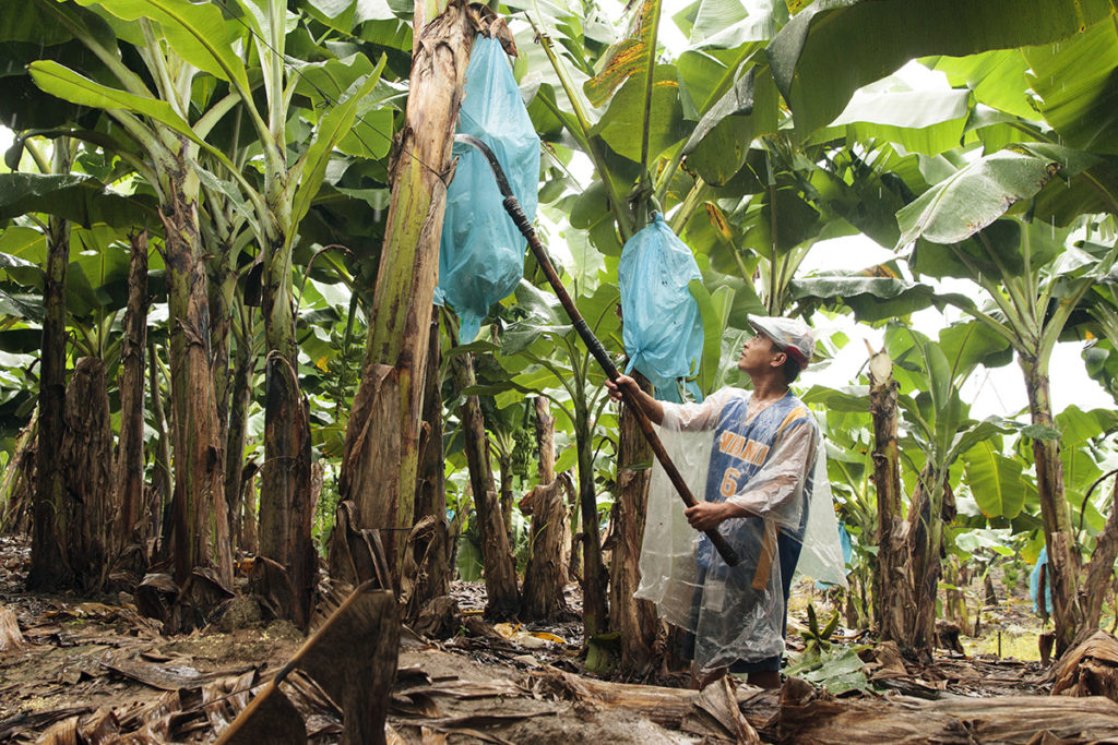 davao bananas 3 1024x683