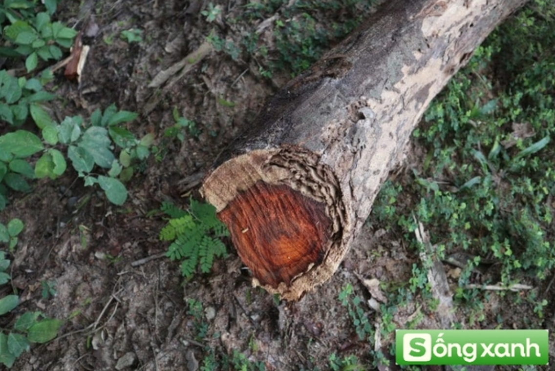 anh chup man hinh 2025 04 01 luc 113107