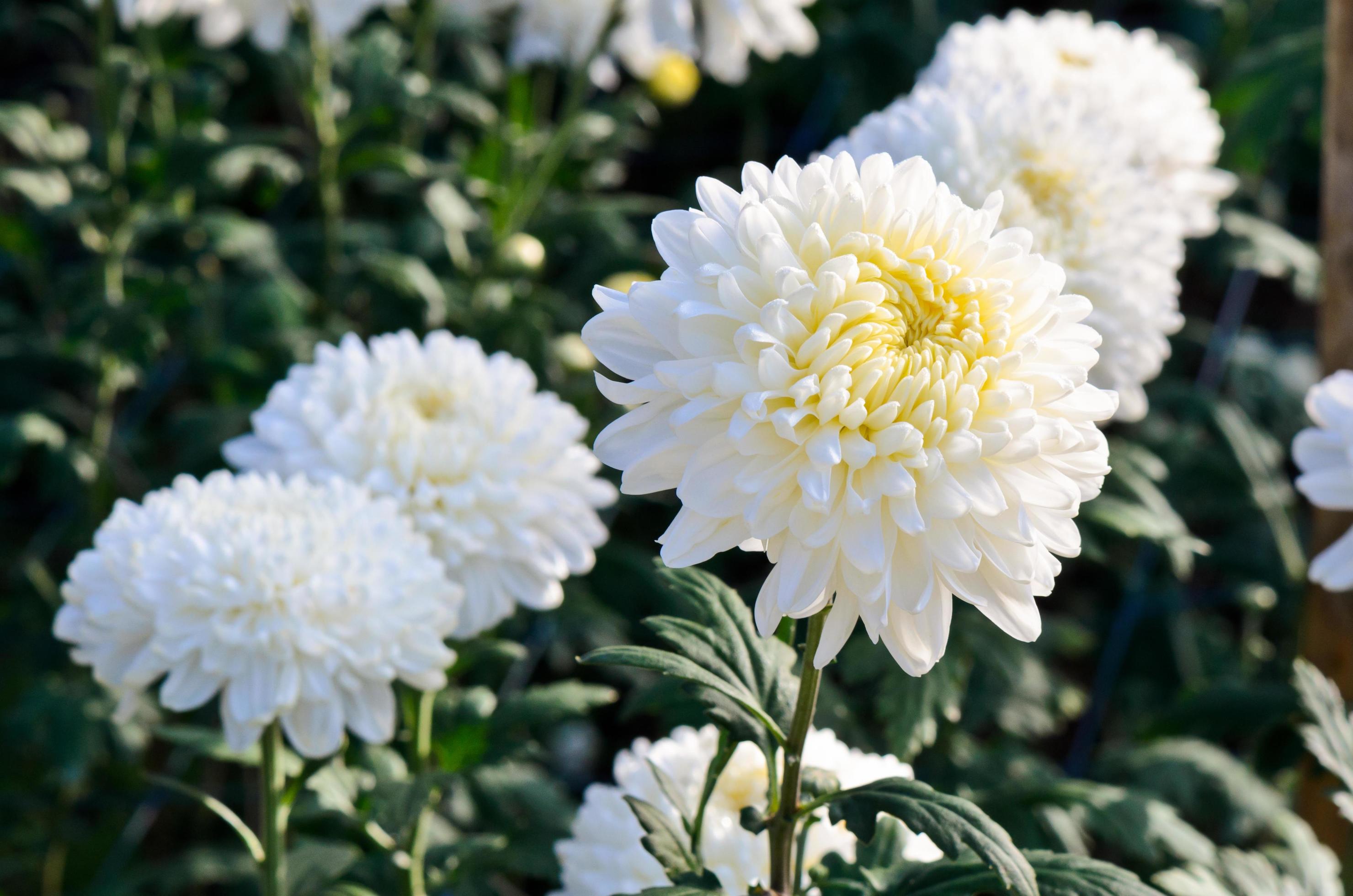 white chrysanthemum morifolium flowers in garden free photo