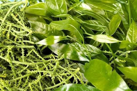 static imagesvnncdnnet files publish 2024 4 8 loai rau dat ngang thit bo bo duong cho suc khoe 1899