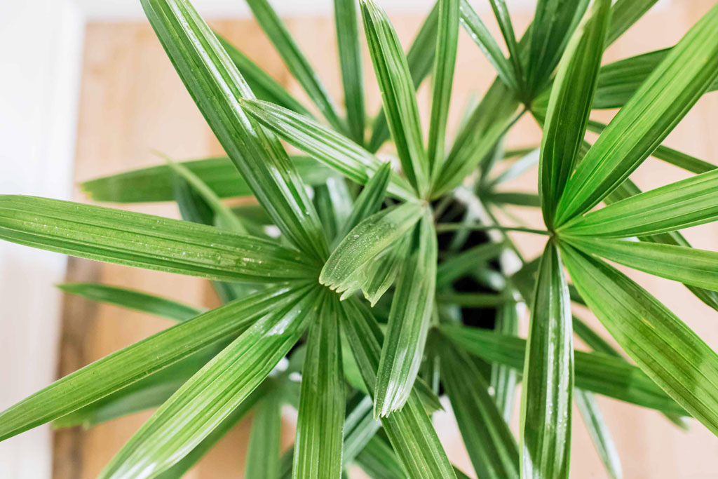 28042023 cay truc may cay mat cat loai cay voi y nghia tuong trung cho su gan ket yeu thuong