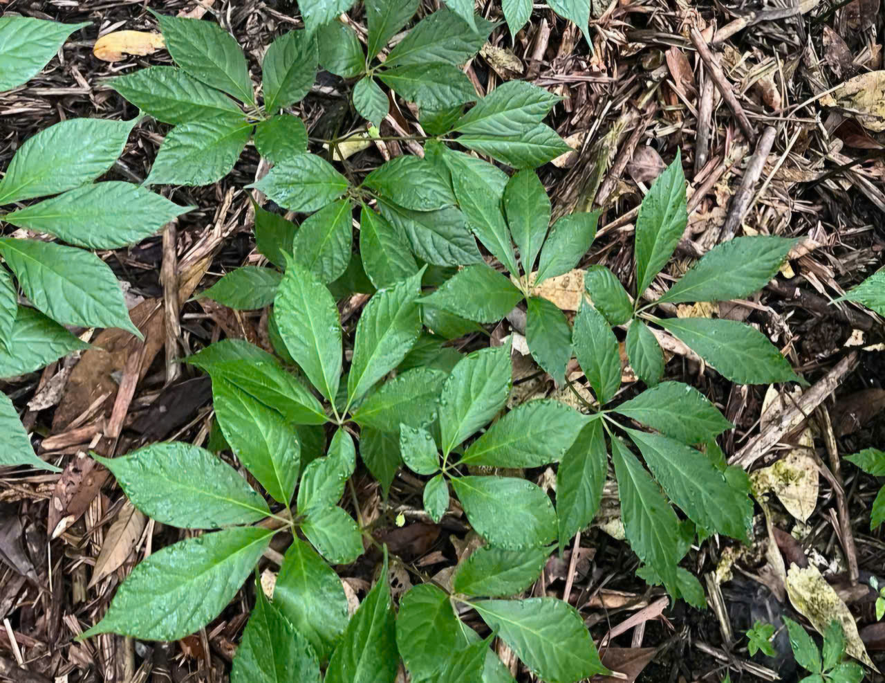 z6586315470864acac0b6aa08a32e09edc7e6b23c7c08c 1747214921463109842796