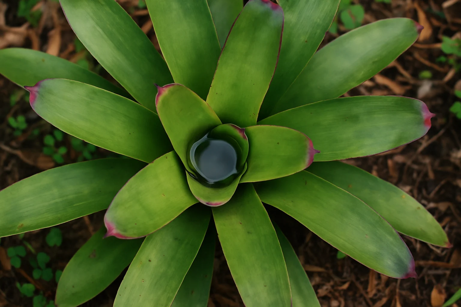 overhead shot of bromeliad with water in leaf cup
