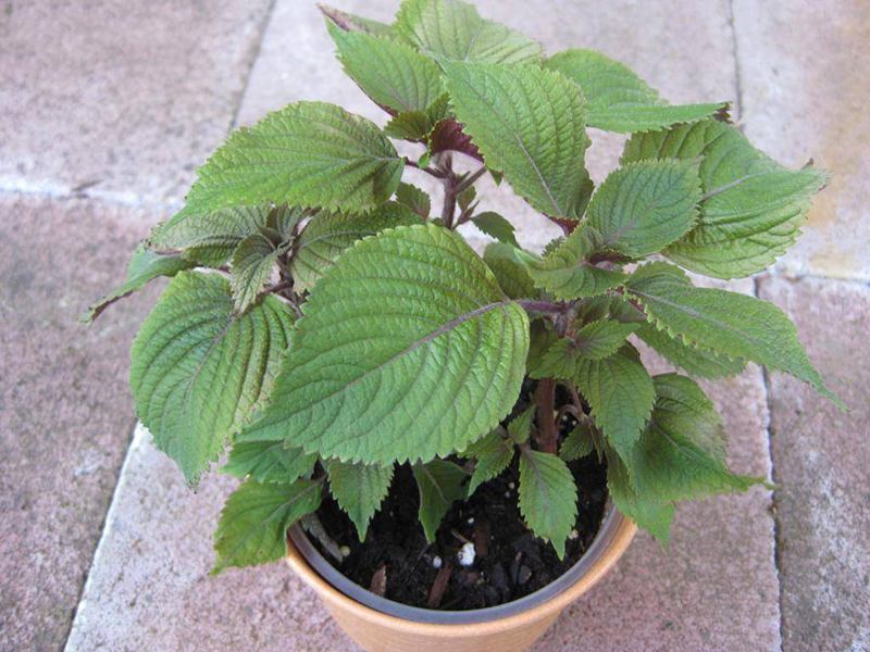 huong dan cach trong tia to dat trong chau ngay tai nha cho rau quanh nam 4