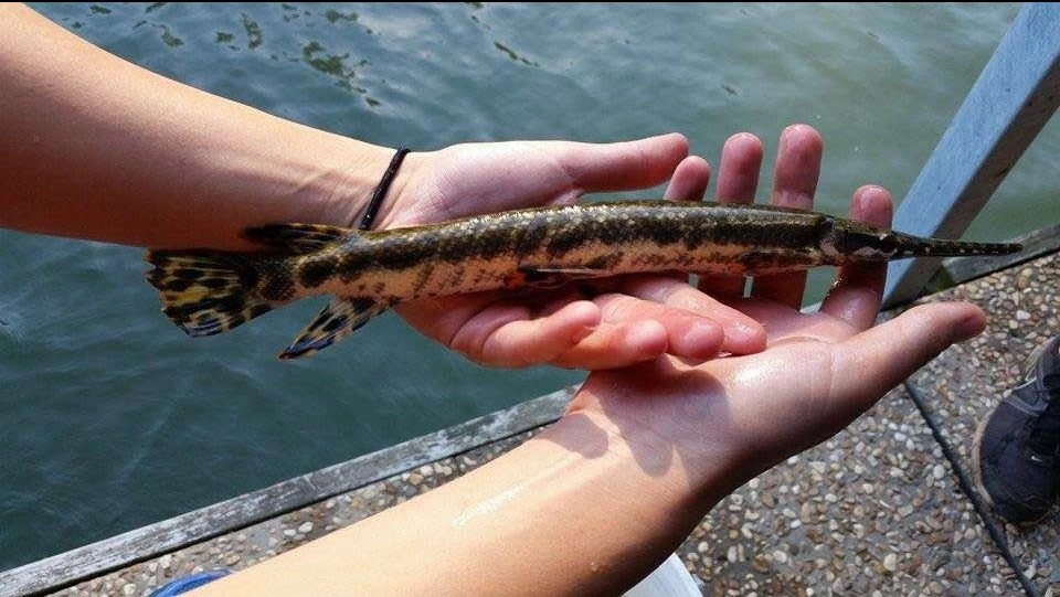 ca sau hoa tien jpg 5966 1616470850