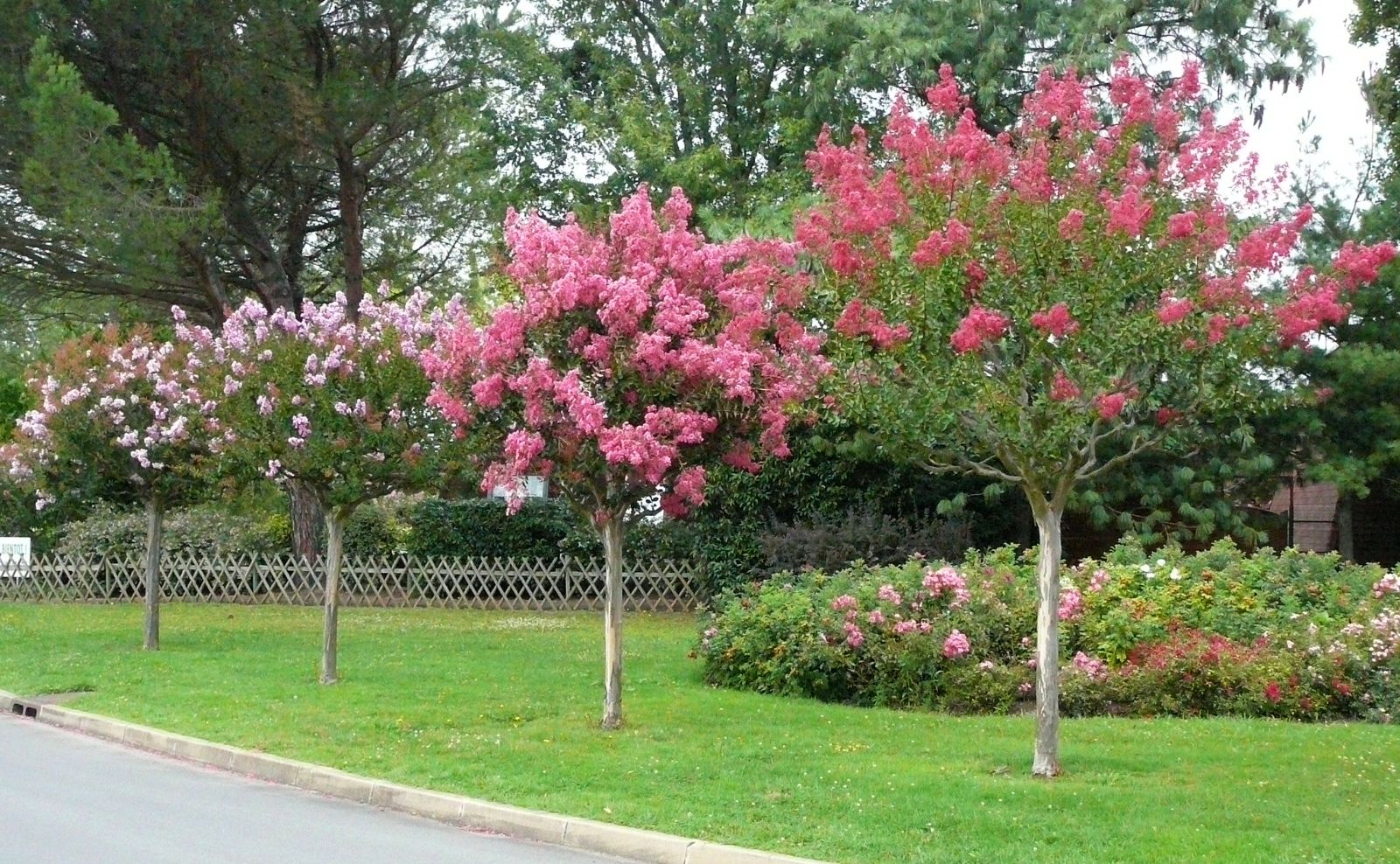 lagerstroemia indica 9