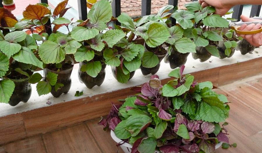 trong tia to bang canh phunutoday 04 1605