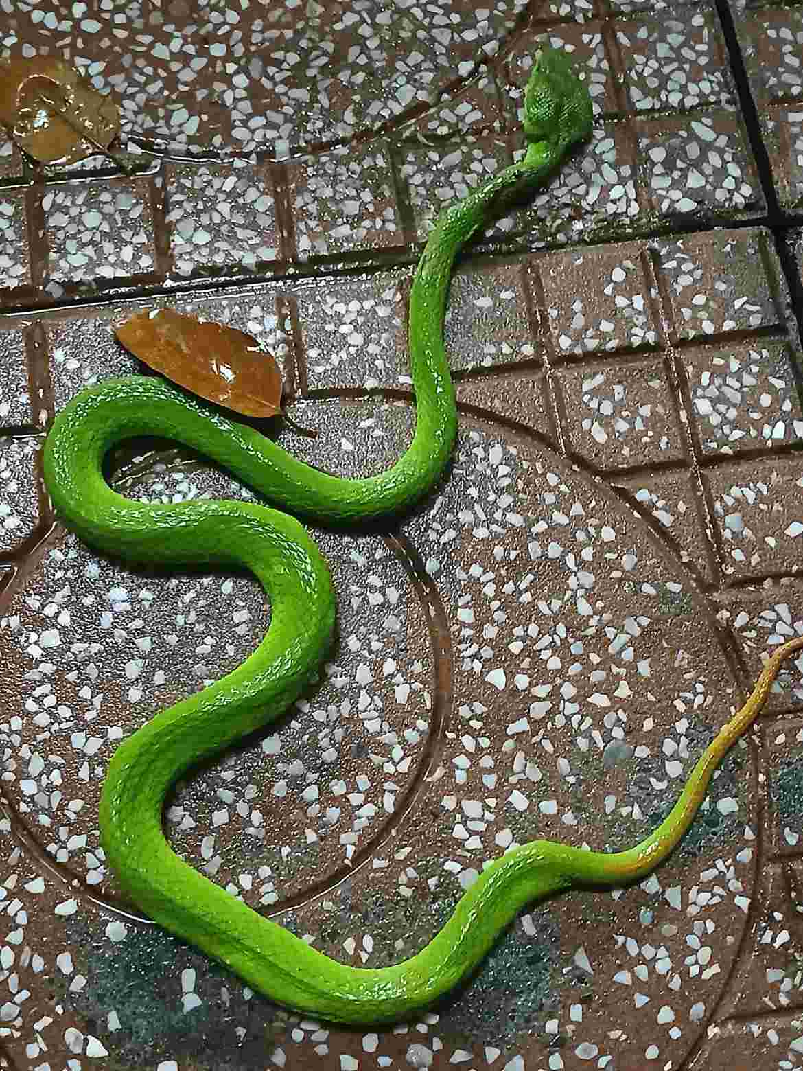 ran luc duoi do 5 01