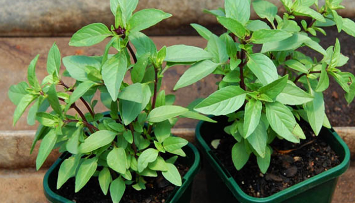 ky thuat trong rau hung que