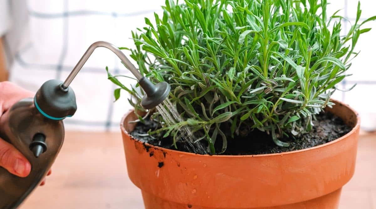 meo trong cay oai huong 901693813306