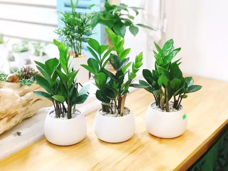 cay kim tien hop menh gi 1482