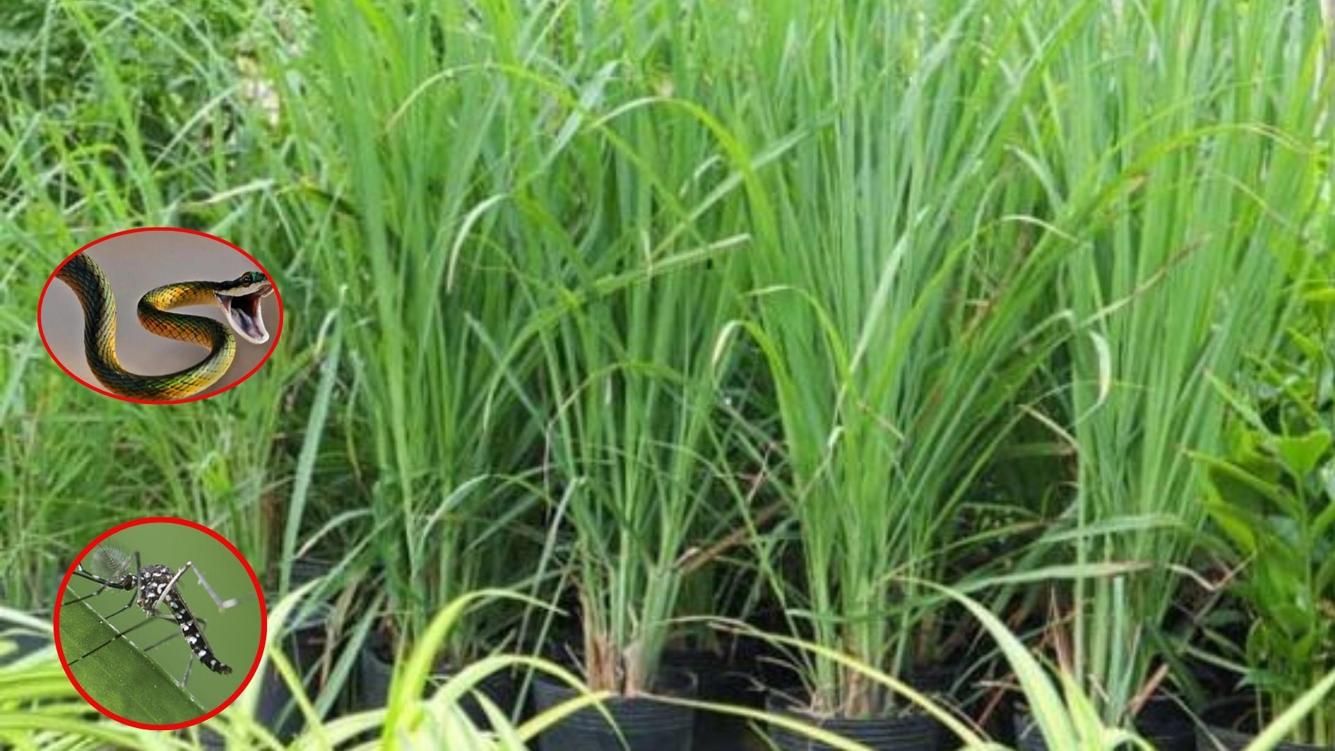 hat nano nhua co the truyen tu me sang thai nhi o chuot