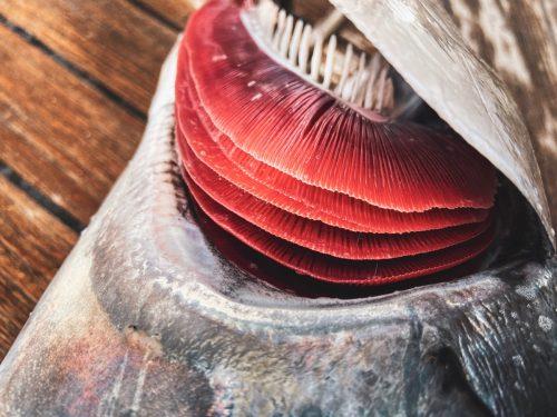 chuyen gia khuyen ban neu nhan thay mau nay tren mang ca thi khong nen an1153130