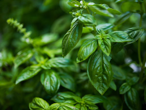 cay duoi muoi5992cb29cb7224f1aa1c8fbfdefa96d3f