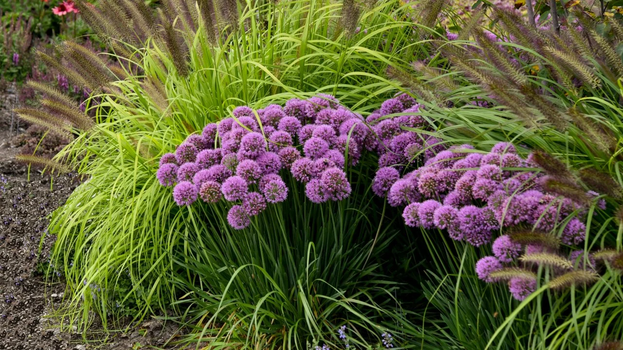 cay allium 1