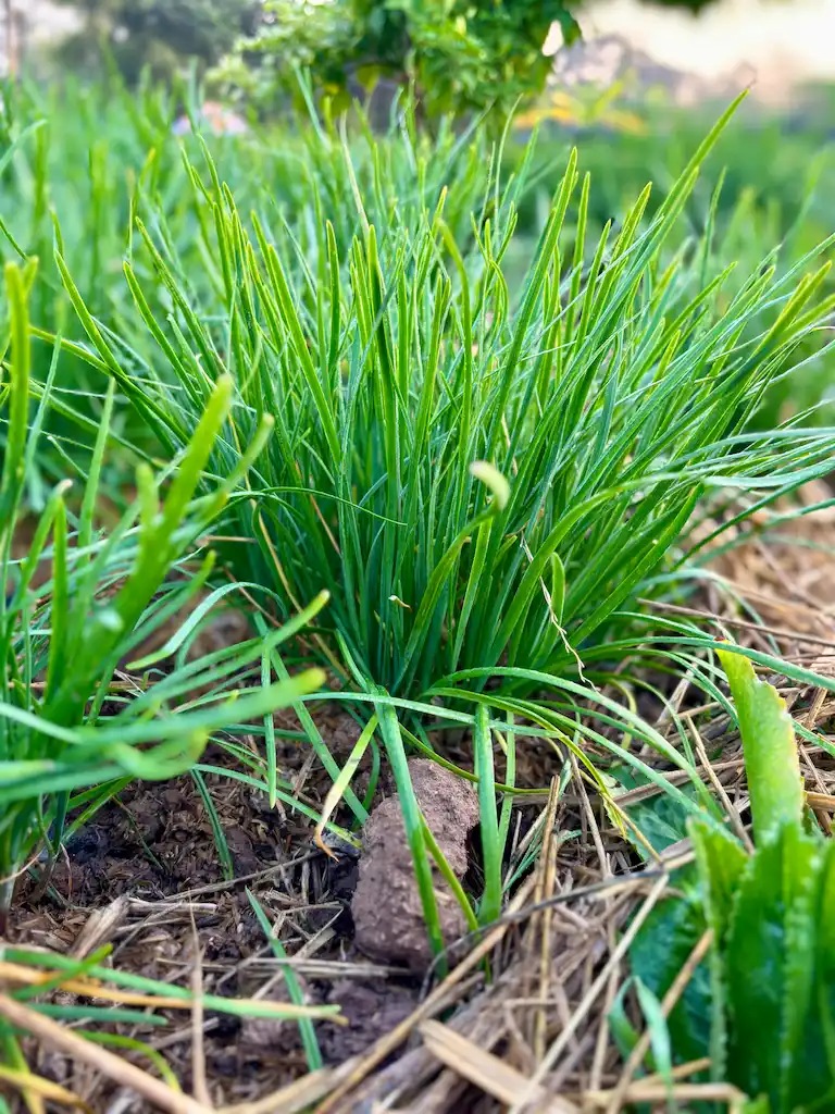 garlic chives close up