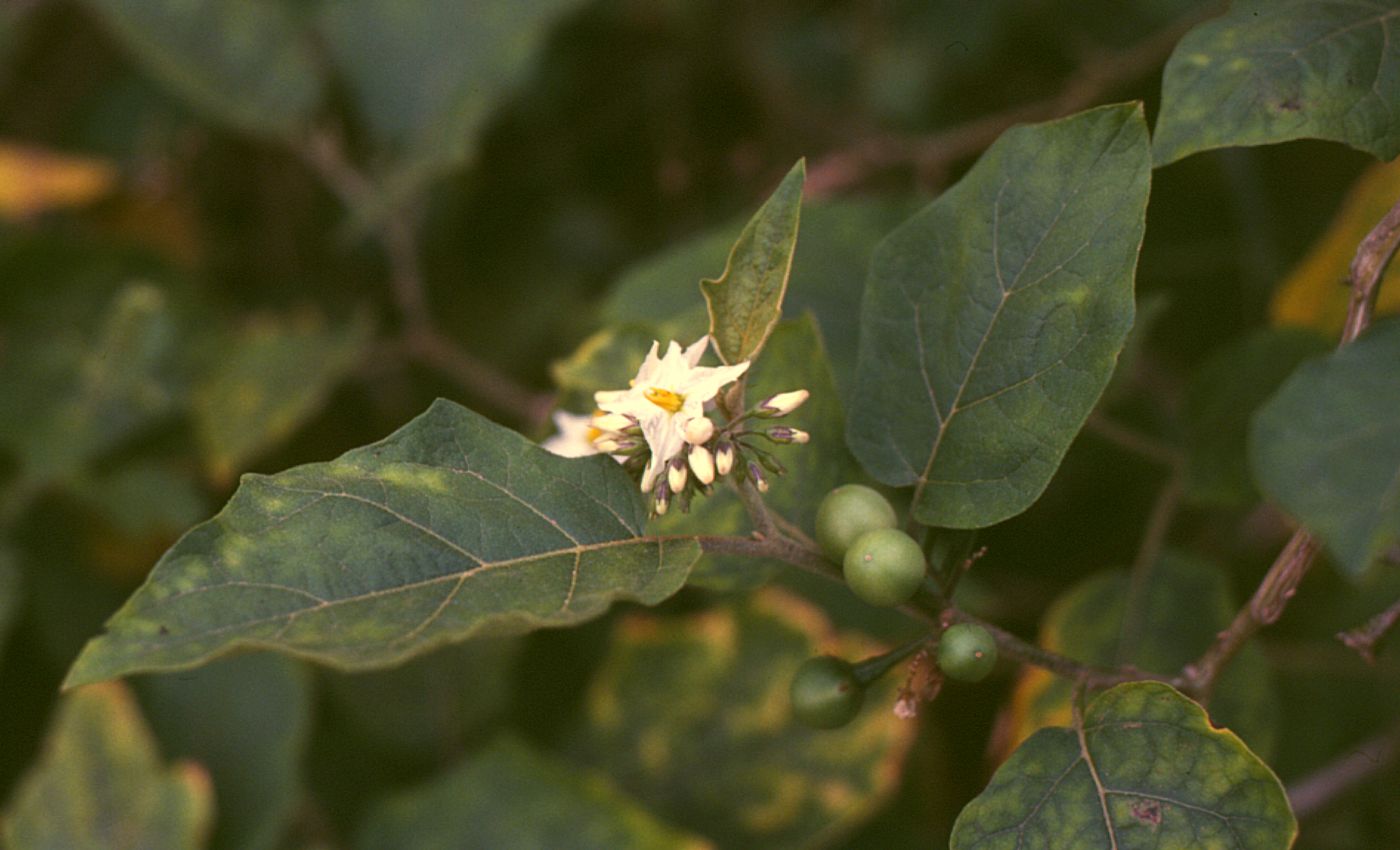 solanumtorvum2