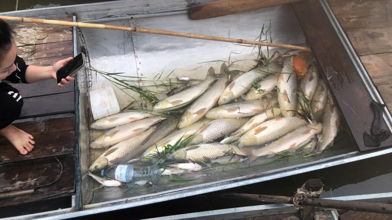  Cá chết trên sông Lam nghi do môi trường, không phải dịch bệnh