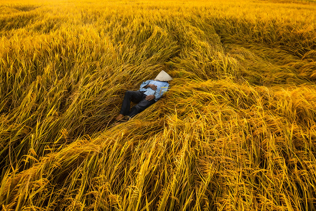 rice field harvesting vietnam rehahn photo 7