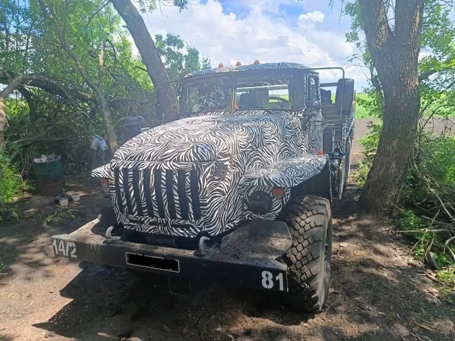 zebra1