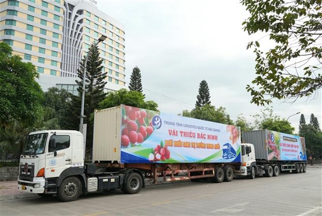 5062515492165159812888bac ninh lychee