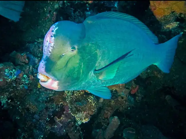 bolbometoponmuricatum290186802