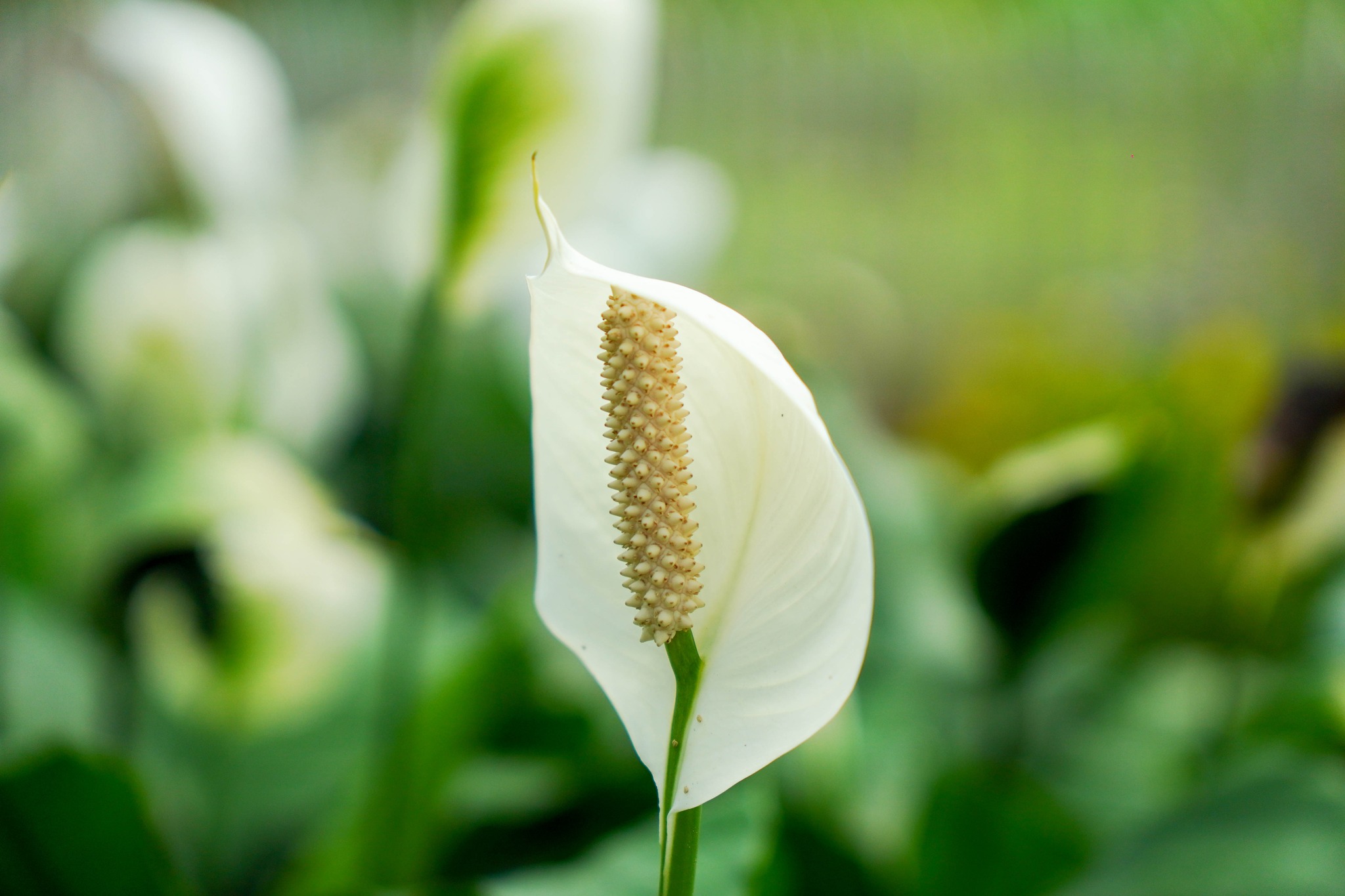 6078814311321744059980904196760616809697380n