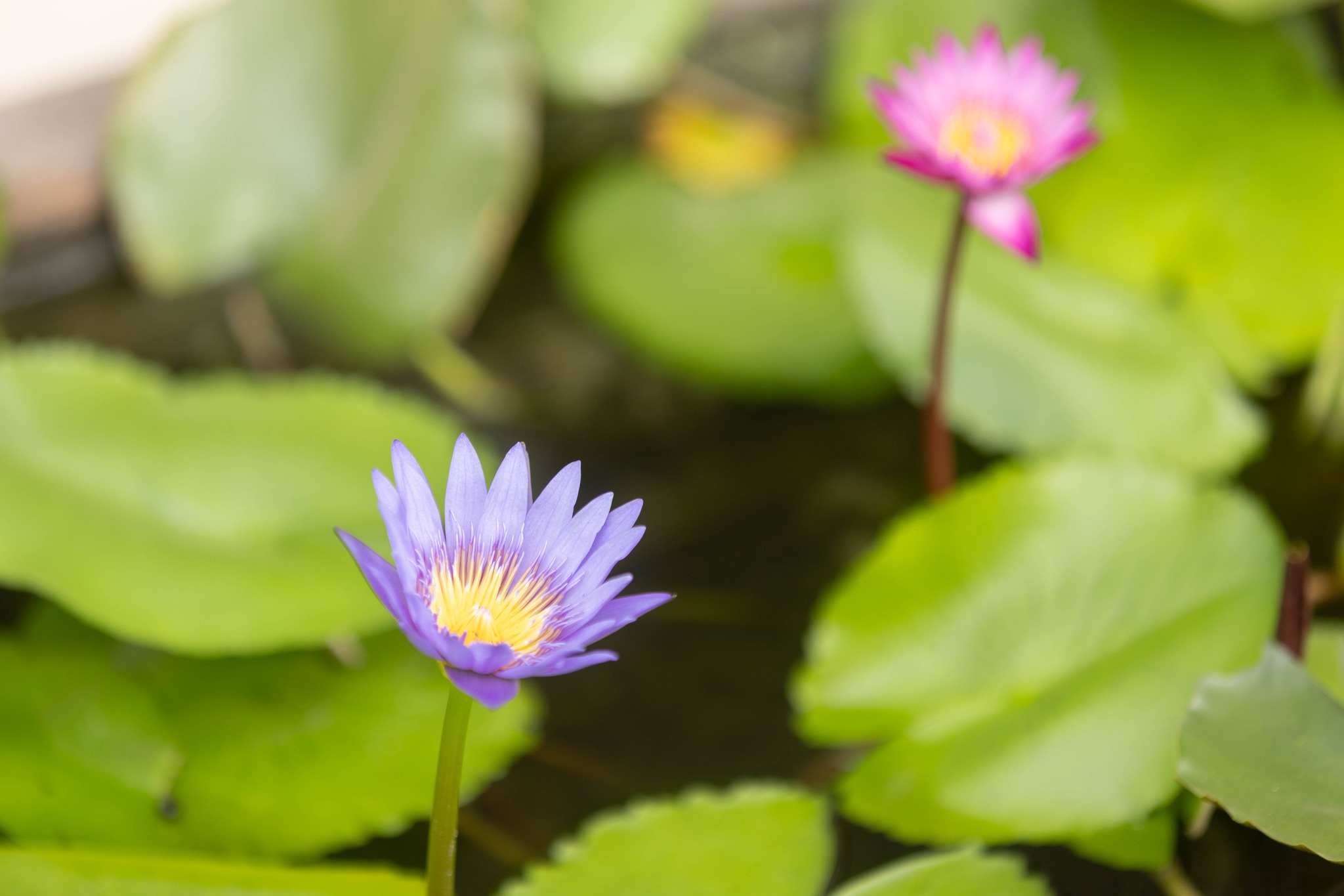 60895031413217445199808582783956360454618778n