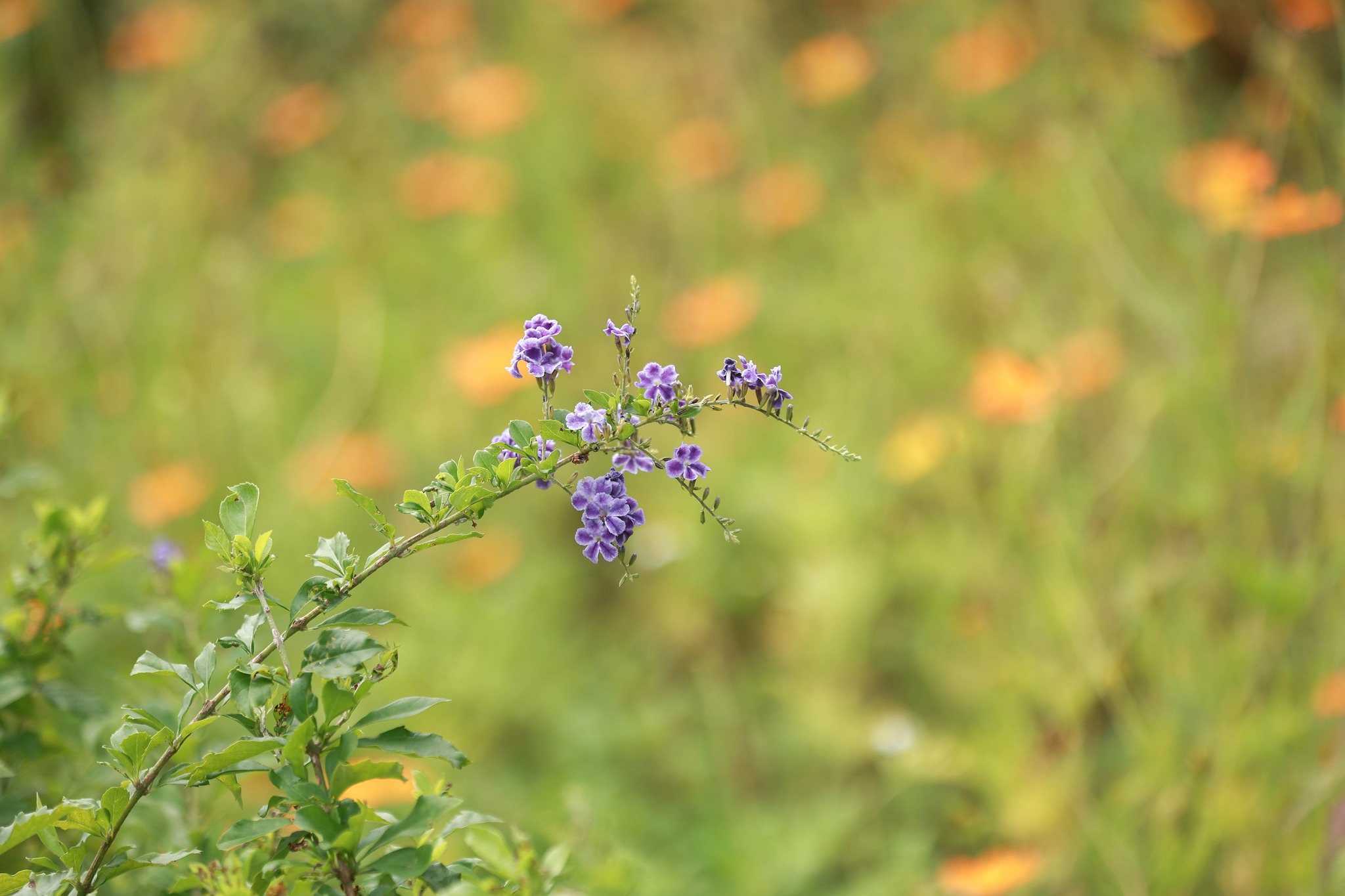 60905733413217444299808677518429504938059547n