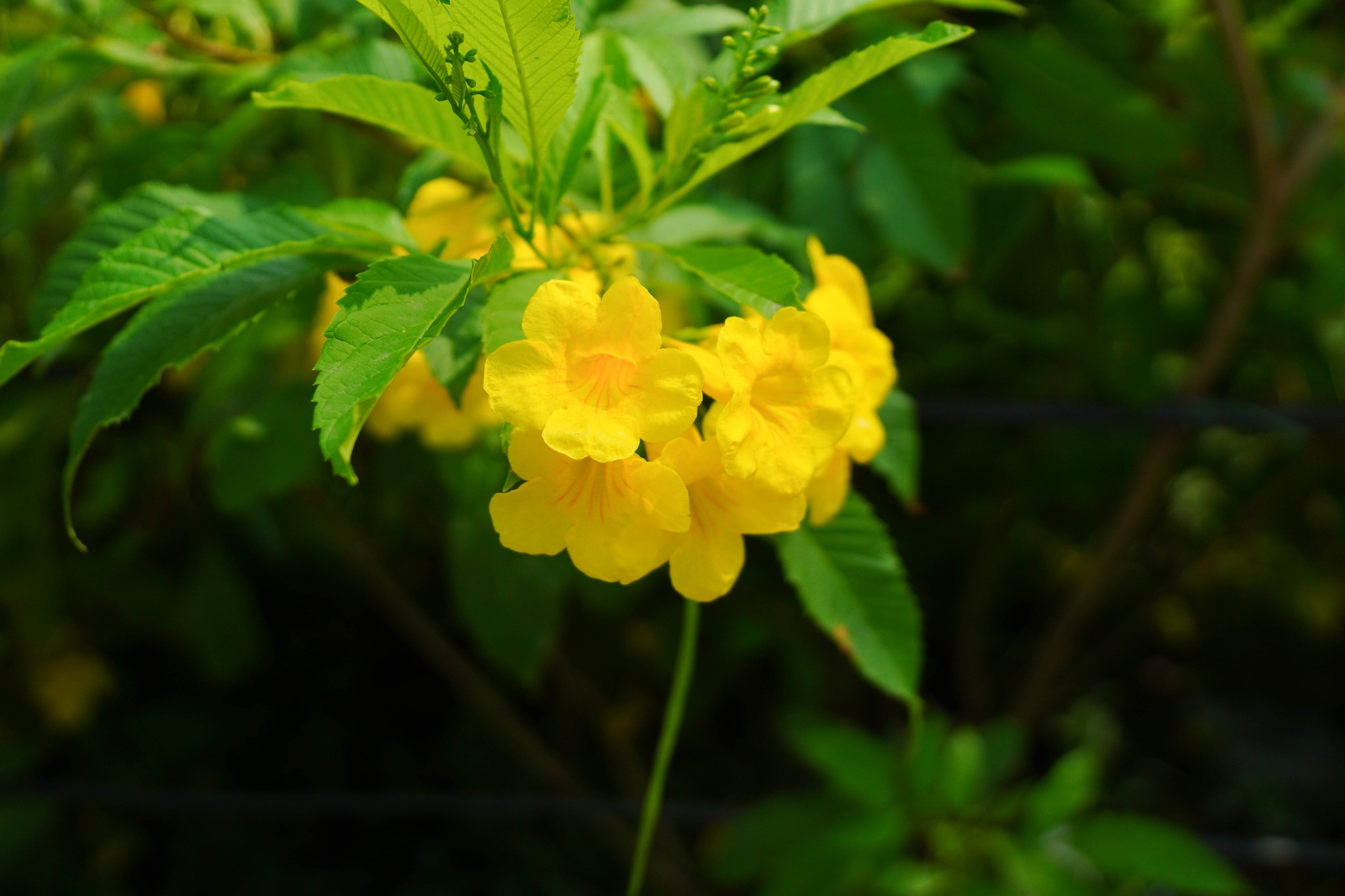 6111606271321744503314193556615564560352125n