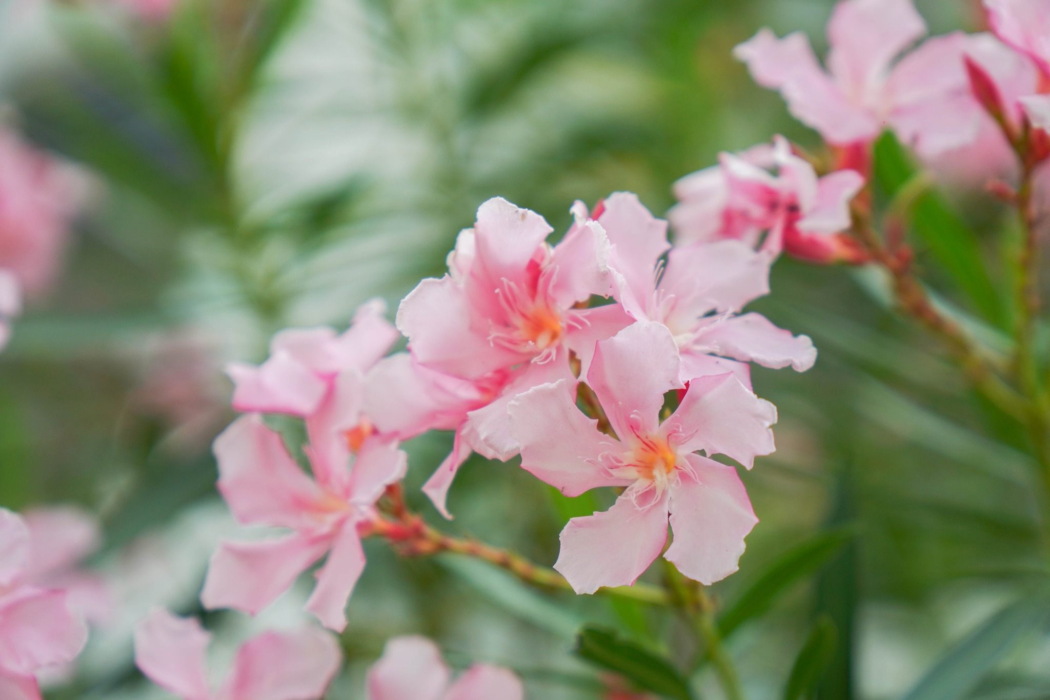 61163592613217443233142113509892220652274092n