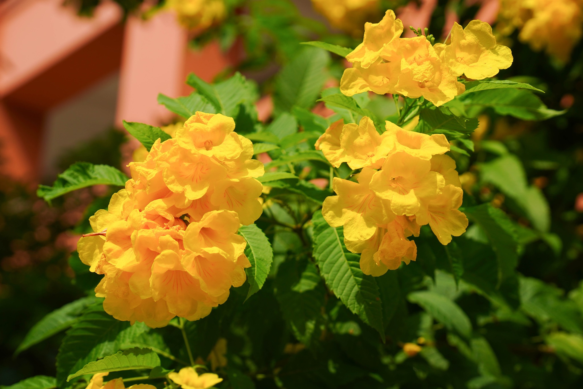 61251472713217438933142547712916021300674806n