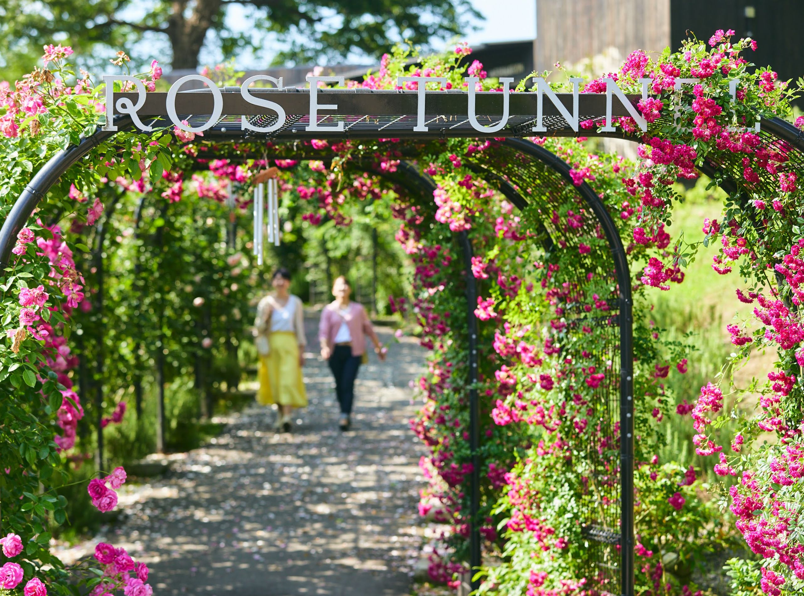 con duong hoa hong tho mong ben trong khuon vien