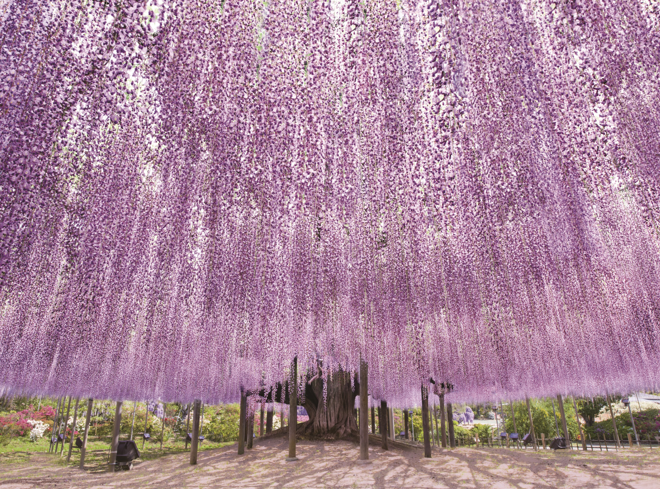 gian hoa tu dang khong lo tai cong vien1